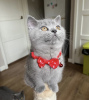 Photo №2 to announcement № 108929 for the sale of british shorthair - buy in Germany private announcement