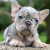 Photo №4. I will sell french bulldog in the city of Berlin. private announcement, from nursery, breeder - price - 100$