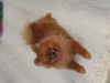 Photo №2 to announcement № 36935 for the sale of pomeranian - buy in Russian Federation private announcement