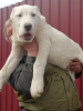 Photo №1. central asian shepherd dog - for sale in the city of Bielefeld | 634$ | Announcement № 44859