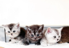 Photo №3. British Shorthair kittens. United States