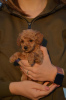 Photo №3. Mini Poodle, apricot color. Serbia