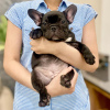 Photo №3. Our adorable French Bulldog puppies. Germany