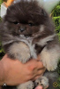 Photo №1. pomeranian - for sale in the city of Zemun | negotiated | Announcement № 115062