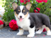 Photo №2 to announcement № 124797 for the sale of welsh corgi - buy in Austria 