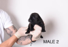 Photo №3. Pocket Micro American Bully puppies. Serbia