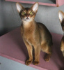 Photo №2 to announcement № 50878 for the sale of abyssinian cat - buy in Belarus from nursery