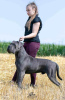 Photo №2 to announcement № 91607 for the sale of cane corso - buy in Serbia 