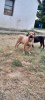 Additional photos: Boerboel South African Mastiff