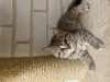 Photo №4. I will sell scottish fold in the city of Krasnodar. private announcement - price - negotiated
