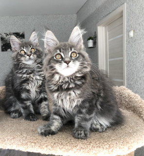 Photo №4. I will sell maine coon in the city of Samara. from nursery - price - 287$
