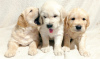 Photo №2 to announcement № 33129 for the sale of golden retriever - buy in Ukraine private announcement