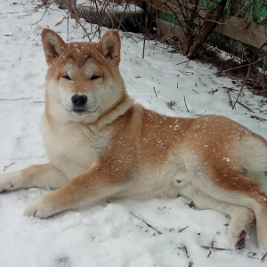 Photo №4. I will sell shiba inu in the city of Tula. breeder - price - Negotiated