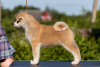 Photo №4. I will sell akita in the city of Minsk. from nursery - price - negotiated