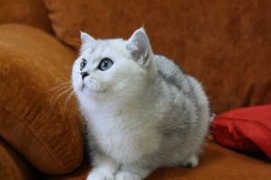 Photo №4. I will sell british shorthair in the city of Yaroslavl. from nursery - price - Negotiated