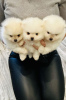 Photo №2 to announcement № 75749 for the sale of pomeranian - buy in Lithuania private announcement, breeder