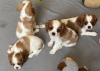 Photo №1. cavalier king charles spaniel - for sale in the city of Tampa | 400$ | Announcement № 102271