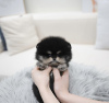 Photo №3. POMERANIAN PUPPY. United States