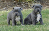 Photo №1. staffordshire bull terrier - for sale in the city of Kishinev | negotiated | Announcement № 124370