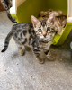 Photo №1. bengal cat - for sale in the city of Franeker | 317$ | Announcement № 111088