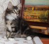 Photo №2 to announcement № 108616 for the sale of norwegian forest cat - buy in United States private announcement