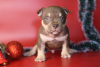 Additional photos: American bully