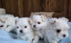 Photo №4. I will sell maltese dog in the city of Simpsonville.  - price - 300$