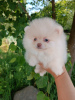 Photo №2 to announcement № 52178 for the sale of pomeranian - buy in Belarus breeder