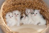 Photo №1. scottish fold - for sale in the city of Berlin | Is free | Announcement № 126807