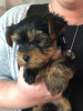 Photo №4. I will sell yorkshire terrier in the city of Quickborn. private announcement, breeder - price - 402$