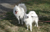 Photo №2 to announcement № 55345 for the sale of samoyed dog - buy in Finland 