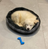 Photo №3. 2 month old, golden retriever puppy. Poland