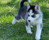 Photo №2 to announcement № 52293 for the sale of siberian husky - buy in Germany breeder