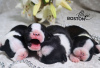 Photo №4. I will sell boston terrier in the city of Orsha. from nursery - price - negotiated