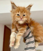 Photo №1. maine coon - for sale in the city of Miami | 300$ | Announcement № 58804