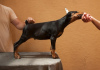 Photo №4. I will sell dobermann in the city of Loznica.  - price - negotiated