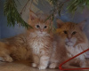 Photo №1. maine coon - for sale in the city of Berlin | 475$ | Announcement № 77787