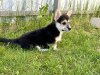 Photo №2 to announcement № 103888 for the sale of welsh corgi - buy in Italy private announcement