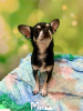 Photo №1. chihuahua - for sale in the city of Berlin | 317$ | Announcement № 104007