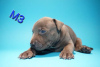 Additional photos: American Pit Bull Terrier puppies