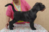 Photo №3. Black Russian Terrier puppies. Russian Federation