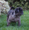 Photo №2 to announcement № 45438 for the sale of pug - buy in Romania private announcement, breeder