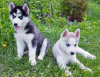 Photo №2 to announcement № 10780 for the sale of siberian husky - buy in Ukraine private announcement