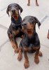 Photo №3. Doberman puppies. Serbia