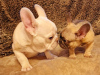 Photo №4. I will sell french bulldog in the city of Miami.  - price - 634$