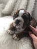 Photo №4. I will sell english bulldog in the city of Nuremberg. private announcement, from nursery - price - 423$