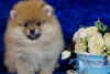 Photo №1. pomeranian - for sale in the city of Москва | 456$ | Announcement № 42466