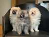 Photo №2 to announcement № 7935 for the sale of pomeranian - buy in Germany private announcement