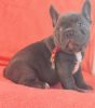 Additional photos: French Bulldog