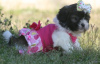 Photo №1. shih tzu - for sale in the city of Bonn | Is free | Announcement № 36388